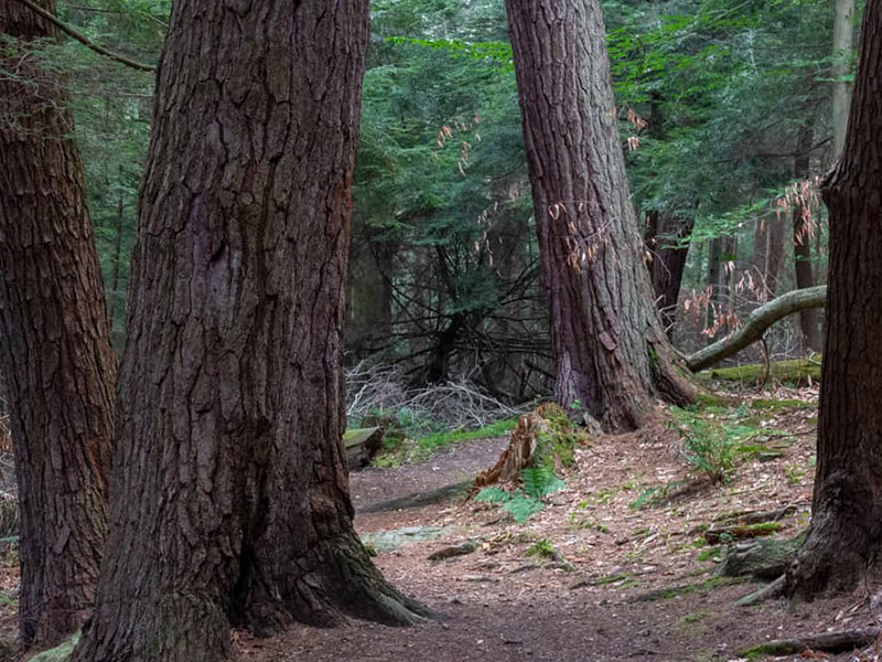 Cook Forest State Park