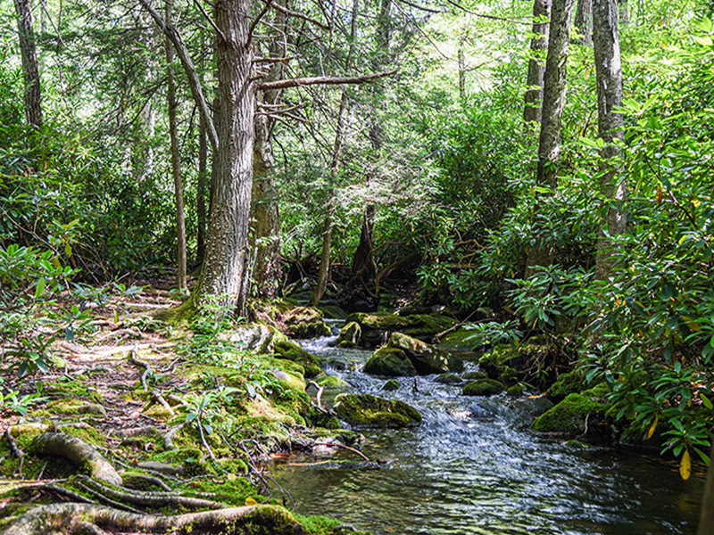 Jonas Mountain Nature Preserve