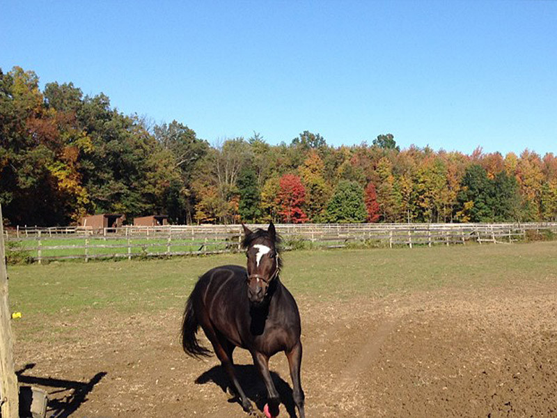 Summer Breeze Stables