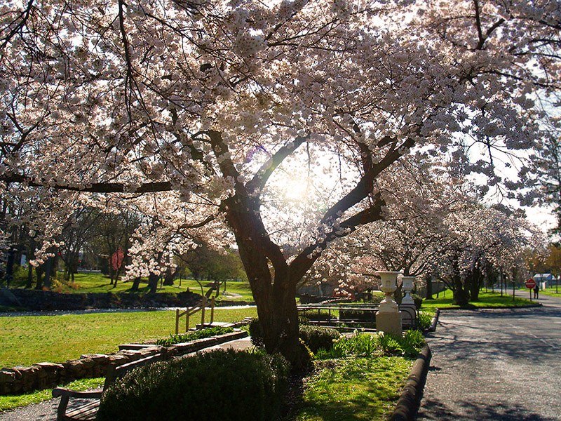 Museum Arboretum