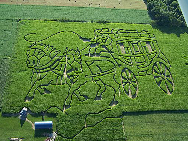 Coolspring Corn Maze