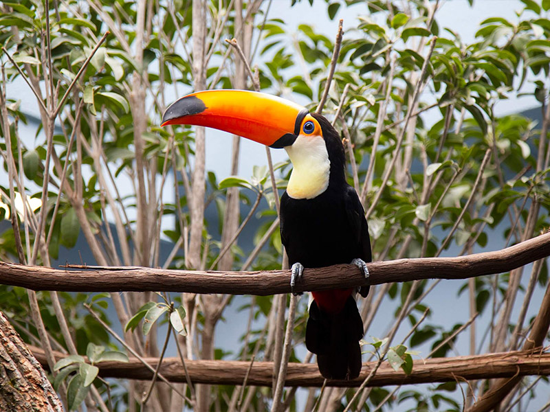 National Aviary