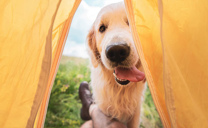 7 TIPS FOR HIKING, CAMPING, AND BACKPACKING WITH YOUR DOG