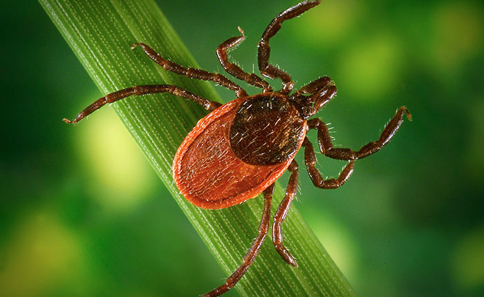 DON'T LET TICKS BE YOUR CAMPING VISITOR
